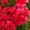 Geranium Pelargonium peltatum Global 'Rose Pink'