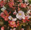Begonia semperflorens-cultorum 'Cocktail Mix'