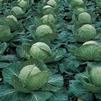 Vegetable Cabbage 'Gold Mark'