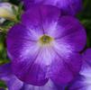 Petunia Supertunia 'ColorBlitz Bluerific'