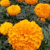 Marigold Tagetes erecta Inca 'Deep Orange II'