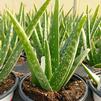 Succulent Aloe Vera Grey
