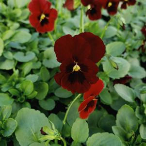 Viola cornuta Penny 'Red Blotch'