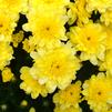 Chrysanthemum Chelsey 'Yellow'