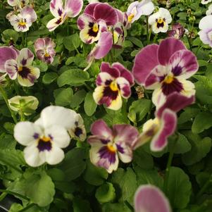 Viola cornuta Sorbet 'Raspberry Sundae Mix'