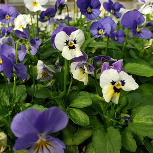 Viola cornuta Sorbet 'Blueberry Sundae Mix'
