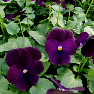 Viola cornuta Sorbet 'Purple'