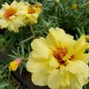 Portulaca grandiflora Sundial 'Yellow'
