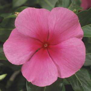 Vinca Catharanthus roseus SunStorm 'Rose With Eye'