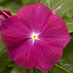 Vinca Catharanthus roseus Cora XDR 'Cranberry'