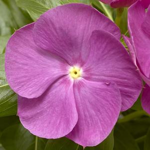 Vinca Catharanthus roseus Cora XDR 'Orchid'