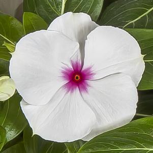 Vinca Catharanthus roseus Cora XDR 'Polka Dot'