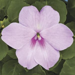 Impatiens walleriana Xtreme 'Lavender'