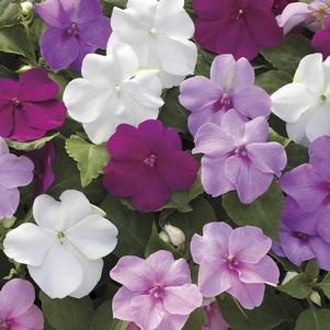 Impatiens walleriana Xtreme 'Little Gem Mix'