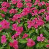 Vinca Catharanthus roseus SunStorm 'Red'
