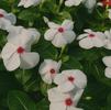 Vinca Catharanthus roseus SunStorm 'White with Eye'