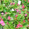 Begonia semperflorens-cultorum 'Ambassador Rose'