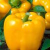 Vegetable Pepper 'Golden California Wonder'