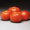 Vegetable Tomato 'Better Bush'