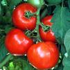 Vegetable Tomato 'Celebrity'