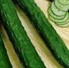 Vegetable Cucumber 'Burpless'