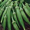 Vegetable Okra 'Clemson Spineless'