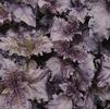 Herb Basil Ocimum basilicum 'Purple Ruffles'
