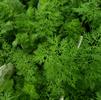 Herb Dill Anethum graveolens