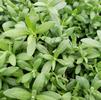 Herb Lavender Lavandula angustifolia 'Munstead Strain'