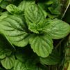 Herb Mint Mentha spicata 'Spearmint'
