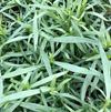 Herb Tarragon Artemisia dracunculus 'French'
