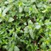 Herb Thyme Thymus vulgaris