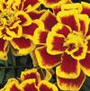 Marigold Tagetes erecta Durango 'Bee'