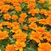 Marigold Tagetes erecta Durango 'Tangerine'