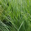 Grass Melinis (Rhynchelytrum) nerviglumis 'Savannah'