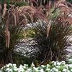 Grass Pennisetum setaceum 'Rubrum'