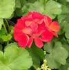 Geranium Pelargonium zonale Patriot 'Bright Red'