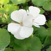 Geranium Pelargonium zonale Patriot 'White'