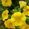 Calibrachoa hybrid Callie 'Yellow'