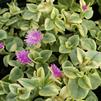 Delosperma Trailing Variegated 'Aptenia cordifolia variegata'