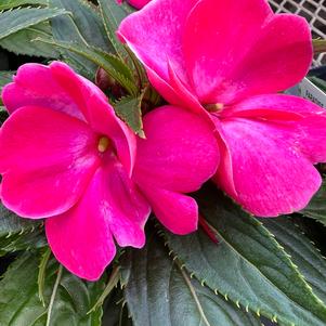 Impatiens New Guinea Impatiens hawkerii Paradise 'Bright Pink'