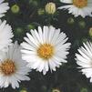 Aster Puff 'White'