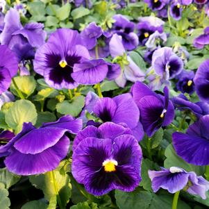 Pansy Viola wittrockiana Colossus 'Deep Blue with Blotch'