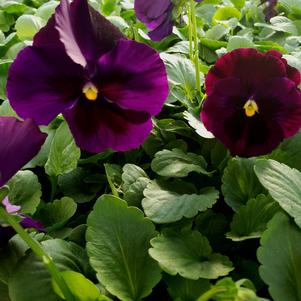 Pansy Viola wittrockiana Colossus 'Purple Blotch'