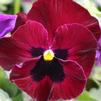 Pansy Viola wittrockiana Colossus 'Red with Blotch'