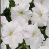 Petunia hybrida Easy Wave 'White'