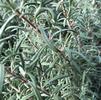 Herb Rosemary Rosmarinus officinalis 'Arp'