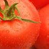 Vegetable Tomato 'Arkansas Traveler'