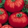Vegetable Tomato 'Champion II'
