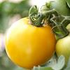 Vegetable Tomato 'Jubilee Golden'